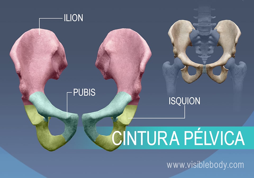 Huesos de la cadera, el ilion, el pubis y el isquion